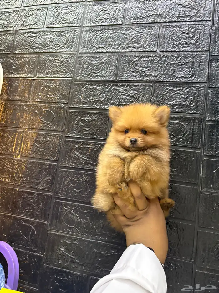 كلاب بمرنيان تي كب حجم صغير 1