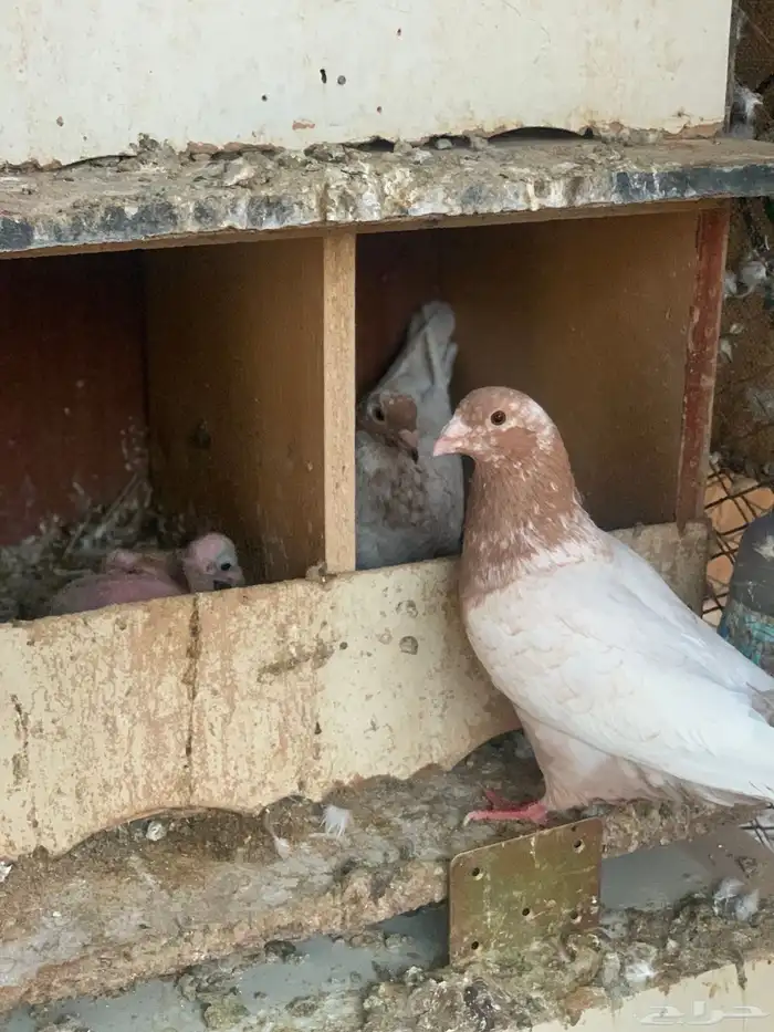 جوز فراشه معه فرخ جوز لاحم معه فرخين 4