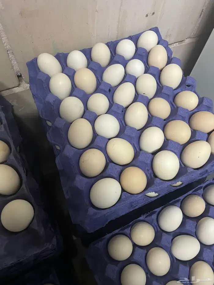عرض لفترة محدودة بيض بلدي 15 ريال 1