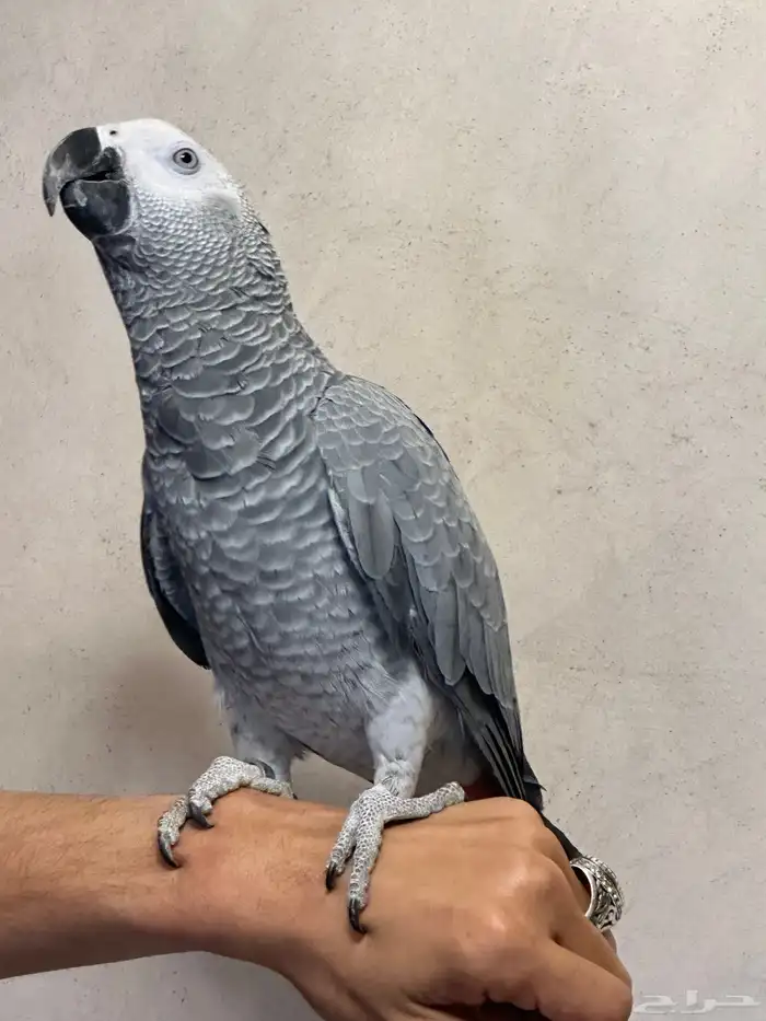 فرخ كاسكو دبل سوبر ( تم البيع ) 12