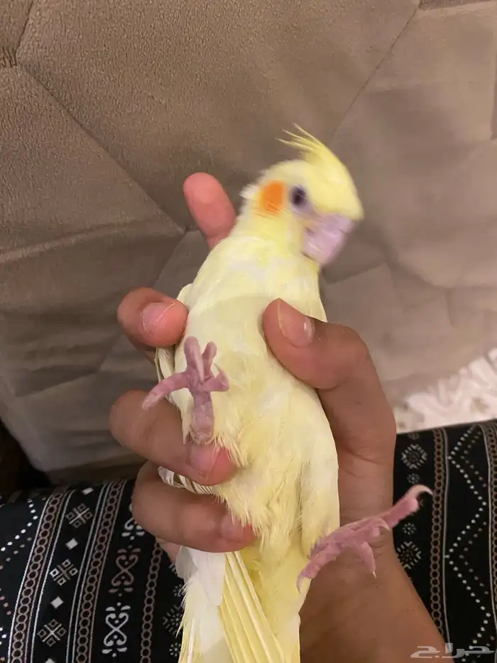 كروان صحه شرط وهدد شرط تم البيع 4