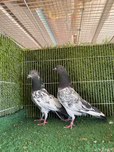 زوج فيروز بوري 8