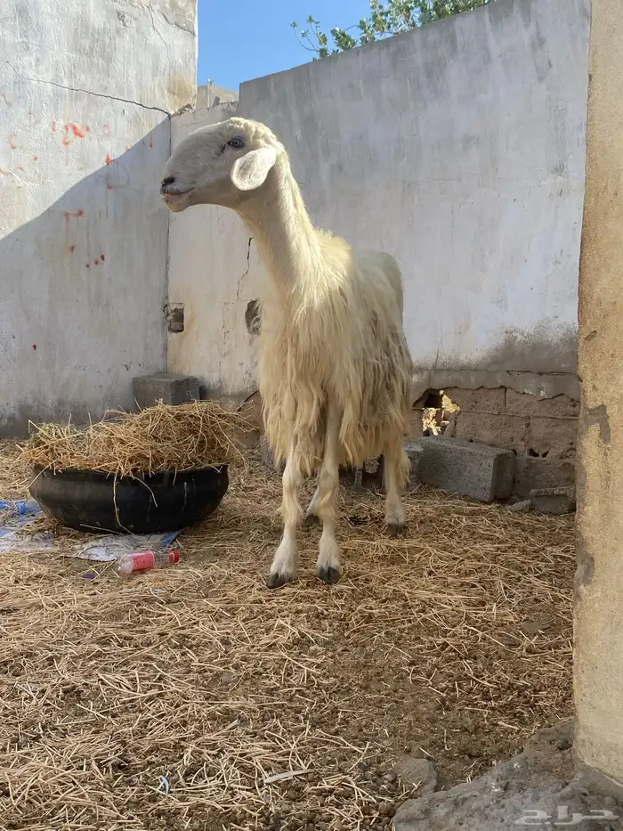 رخال صنف رباع معها رخال و نافر 1