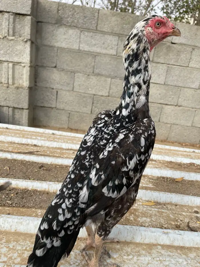 دجاجة سندي للبيع 0