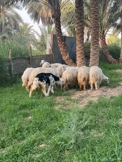 غنم نجد 0
