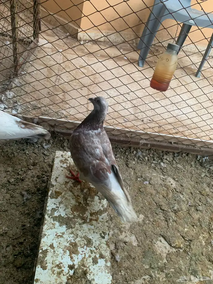 جوز فراشه معه فرخ جوز لاحم معه فرخين 0