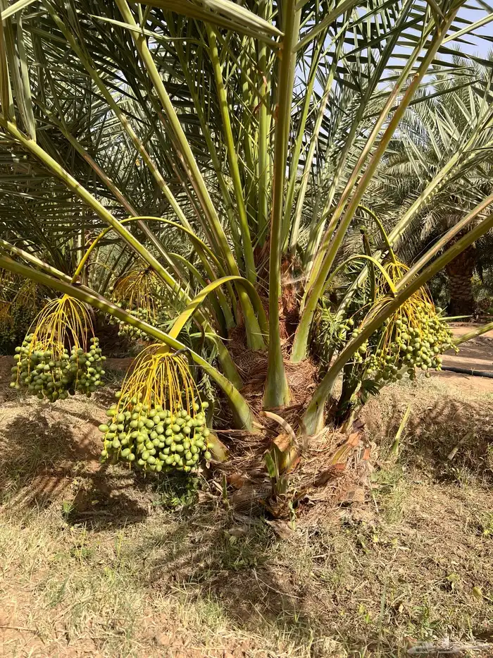نخيل جثايث اخلاص وصقعي نخل مخدوم بسعر مناسب 0