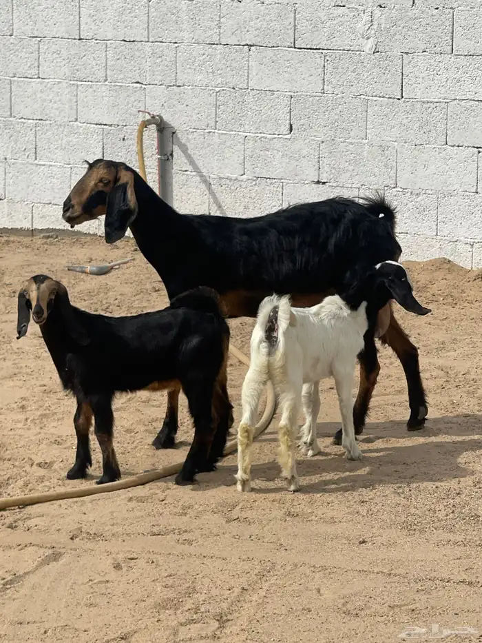 عنز متبع 0