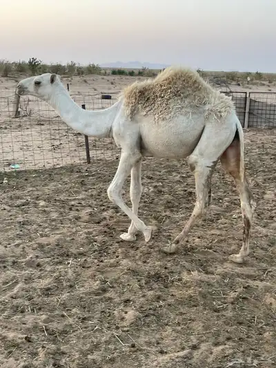 للبيع بكره طيبه 4