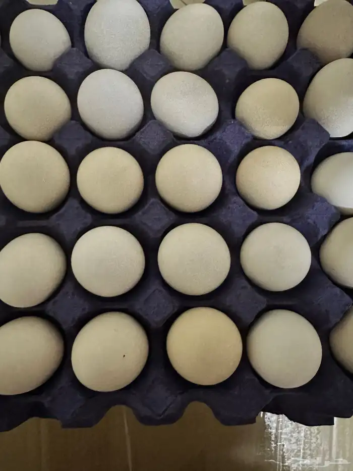 بيض بلدي 20ريال 1