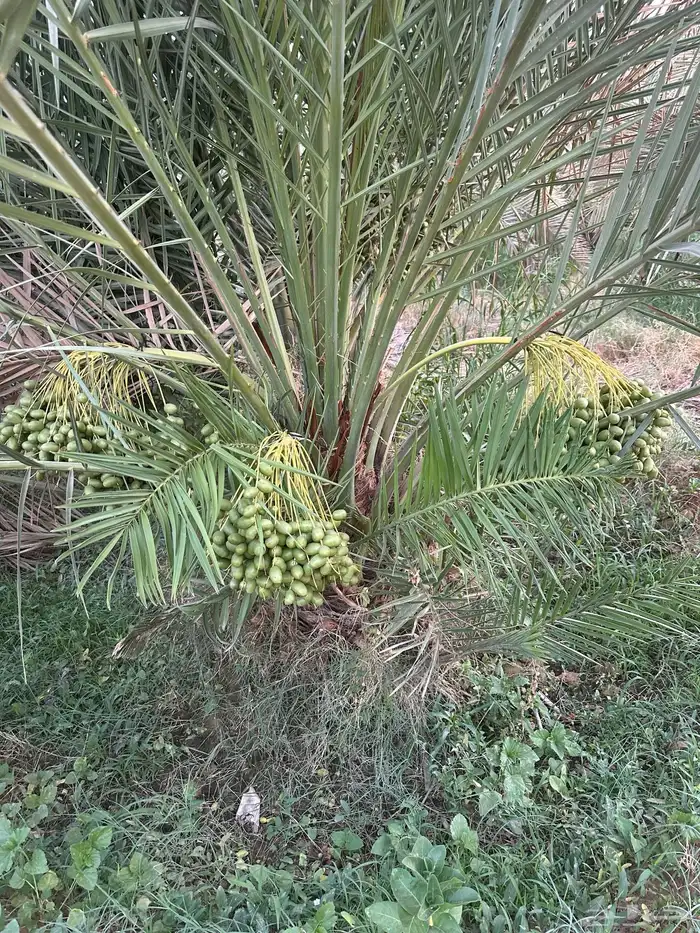 نخل نوادر متوفره ويوجد توصيل وزراعه مثمر وطيب 5