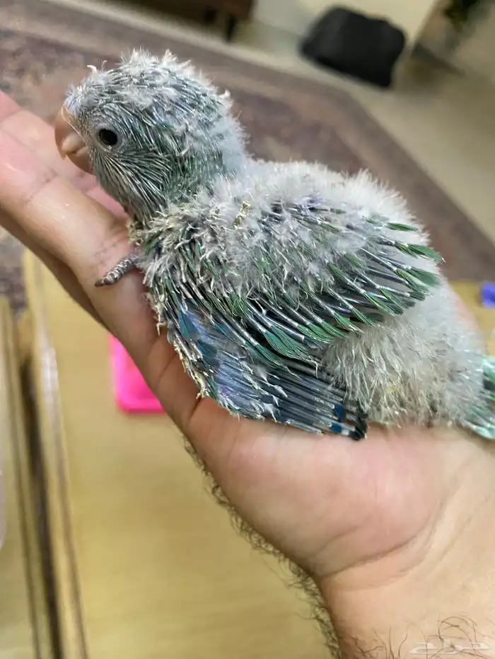 فروخ ببغاء كويكر ( تم البيع ) 6