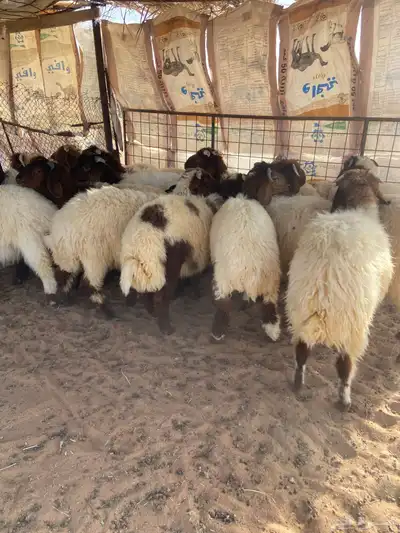 خرفان نعيم 11