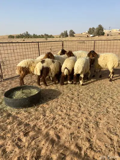 خرفان نعيم 4
