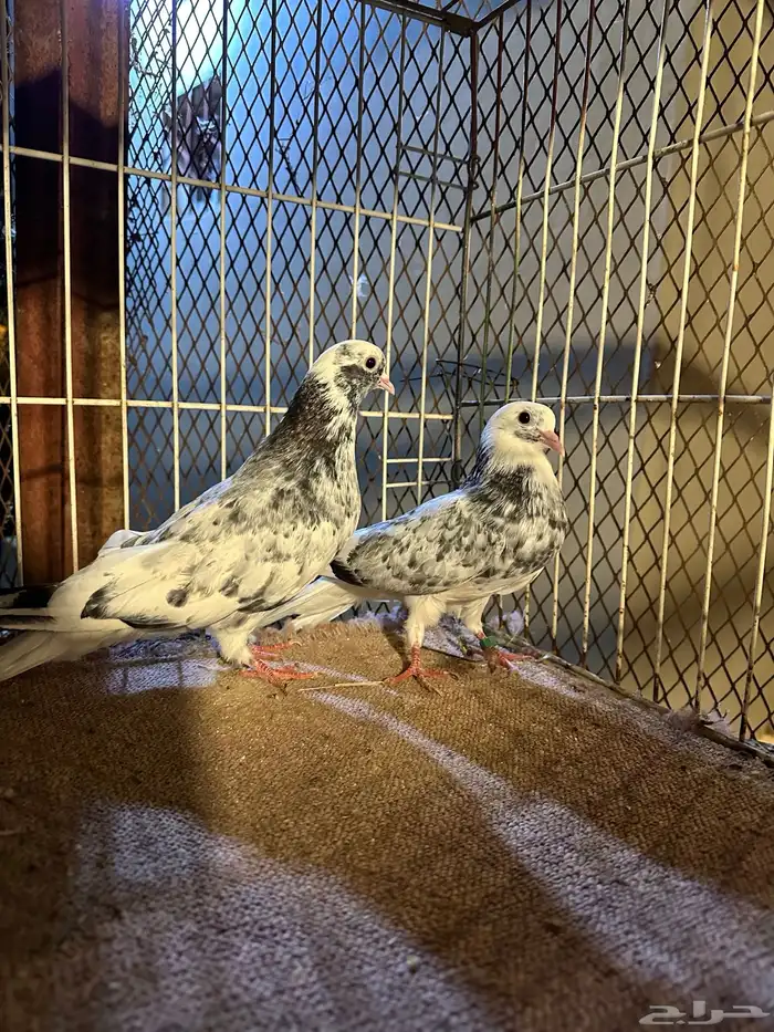 حمام قطيفي وبولندي 1