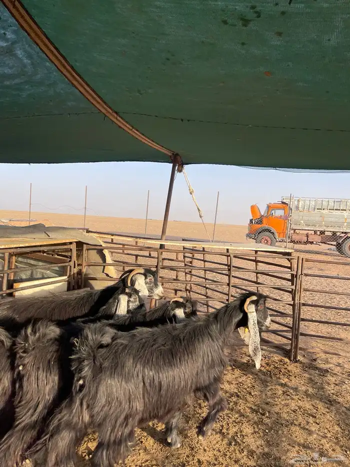 مواعز طيبه 4