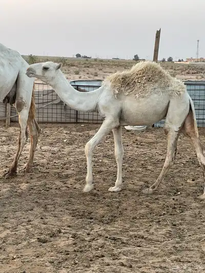 للبيع بكره طيبه 0