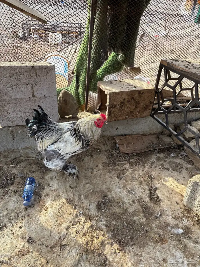 دجاج براهما أصلي 11