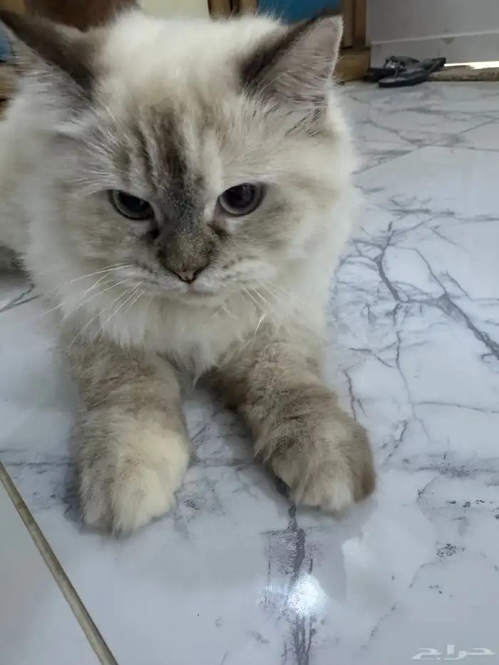 قطط سكوتش وهملايا 1