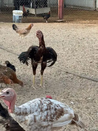 ديك 2
