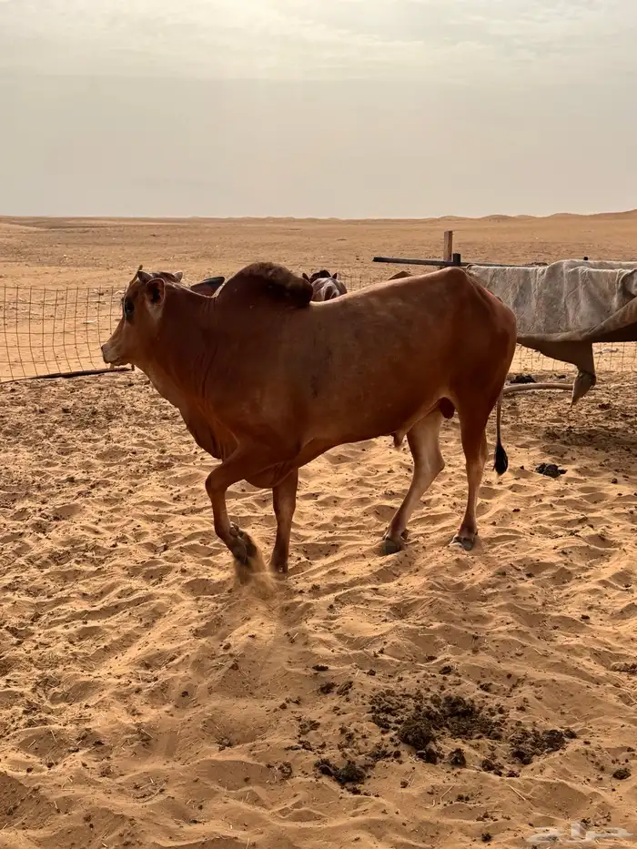 ثور مشروط 0