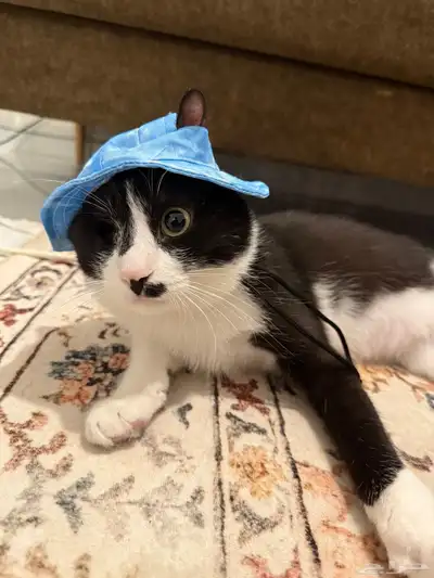 Cat for adoption 1