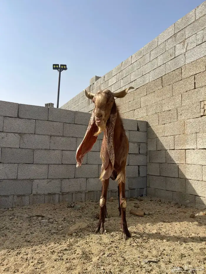 فحل هولندي 0