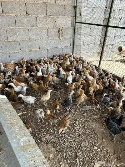 دجاج بلدي جملة الحبة 5 ريال عرض لكامل الكمية 4