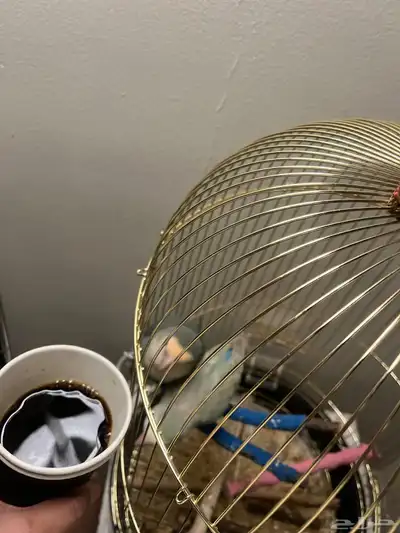 طيور روز زوجين اليفه جدا منتجه معه بيضه 0