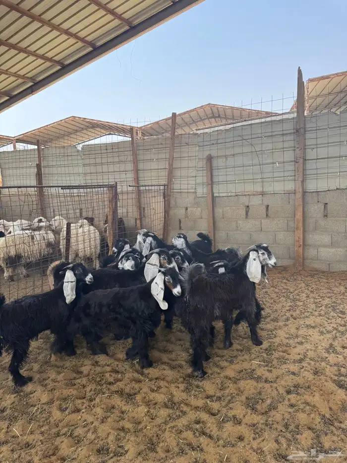 تيوس وجفرات عوارض 1