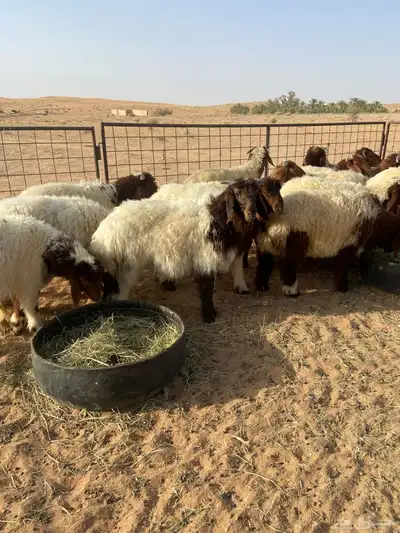 خرفان نعيم 8