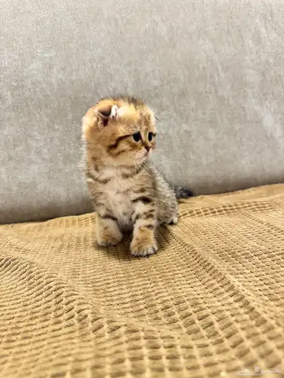 قطط كيتن سكوتش ستريت وفولد للبيع 9