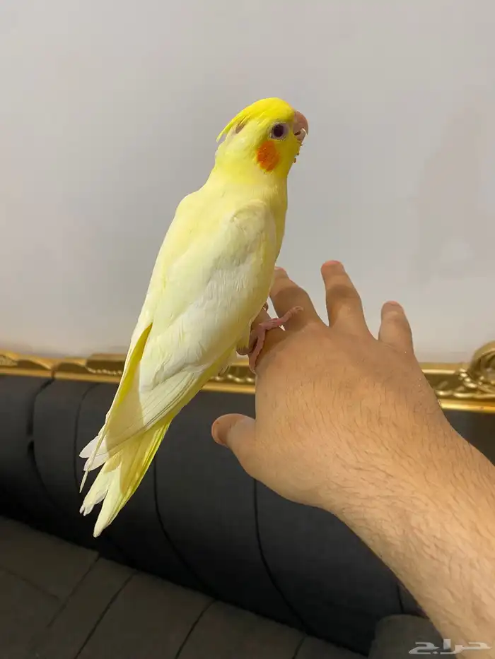 تم(البيع) 0