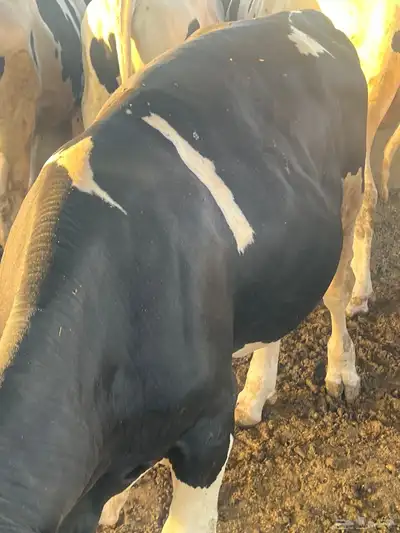 عجول هولندي اوزان فوق 300 4