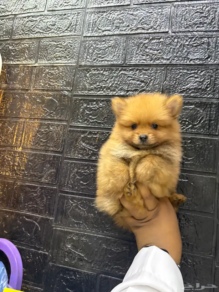 كلاب بمرنيان تي كب حجم صغير 0