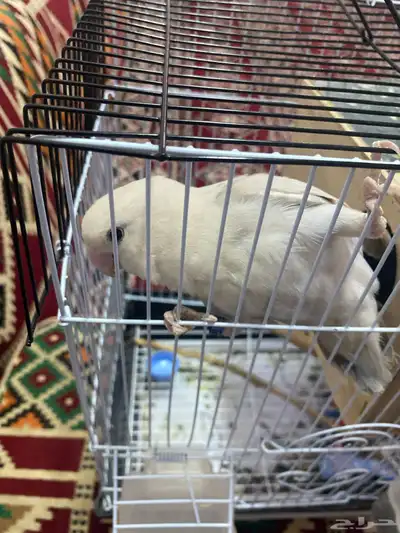 طير روز 1