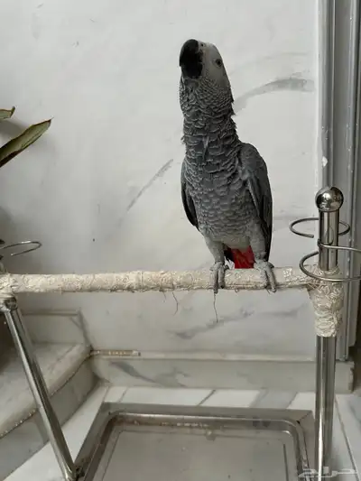 فرخ كاسكو دبل سوبر 5