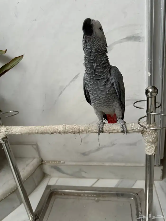 فرخ كاسكو دبل سوبر ( تم البيع ) 5