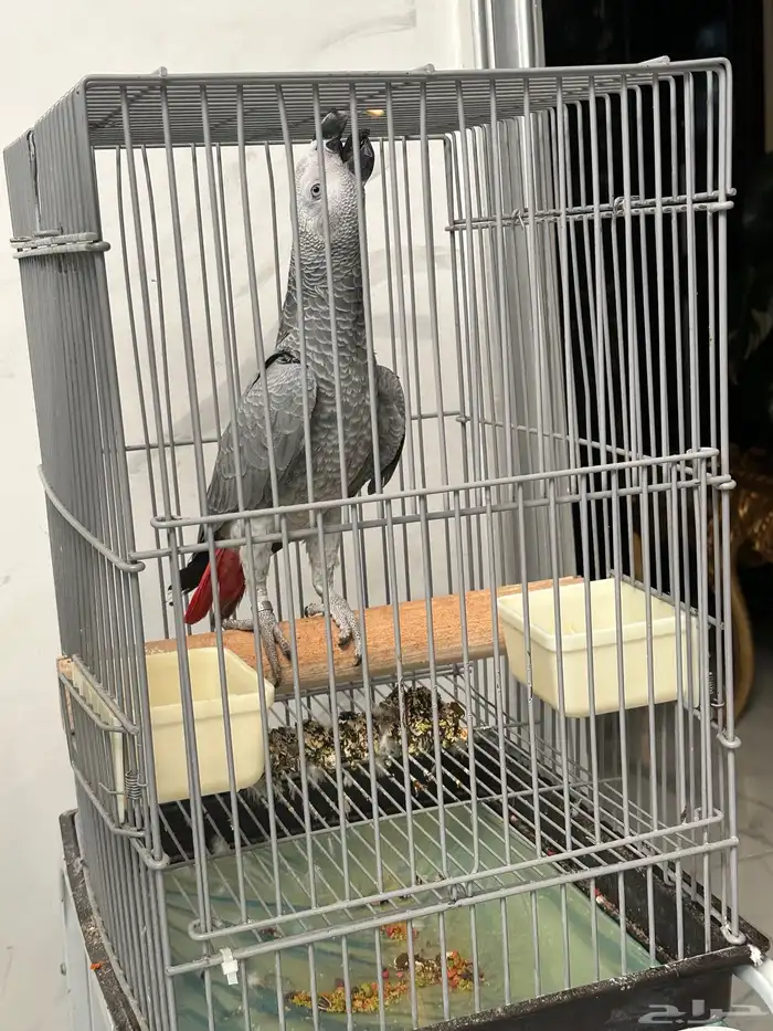 فرخ كاسكو دبل سوبر ( تم البيع ) 8