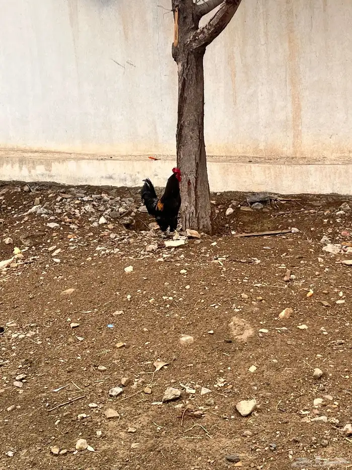 دجاج 2