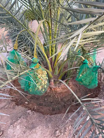 برحية للبيع 0