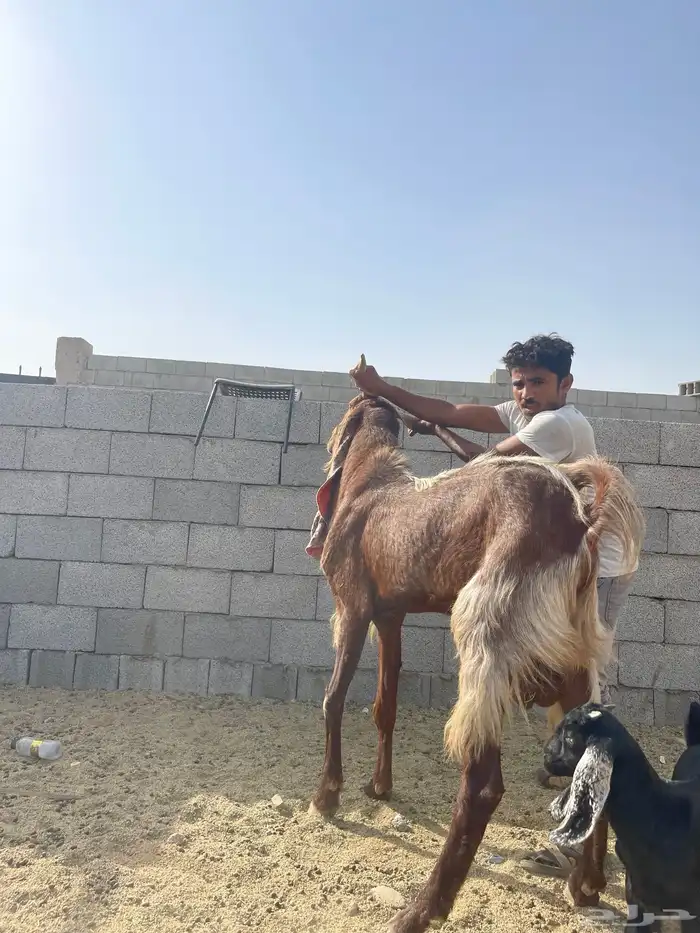 فحل هولندي 2