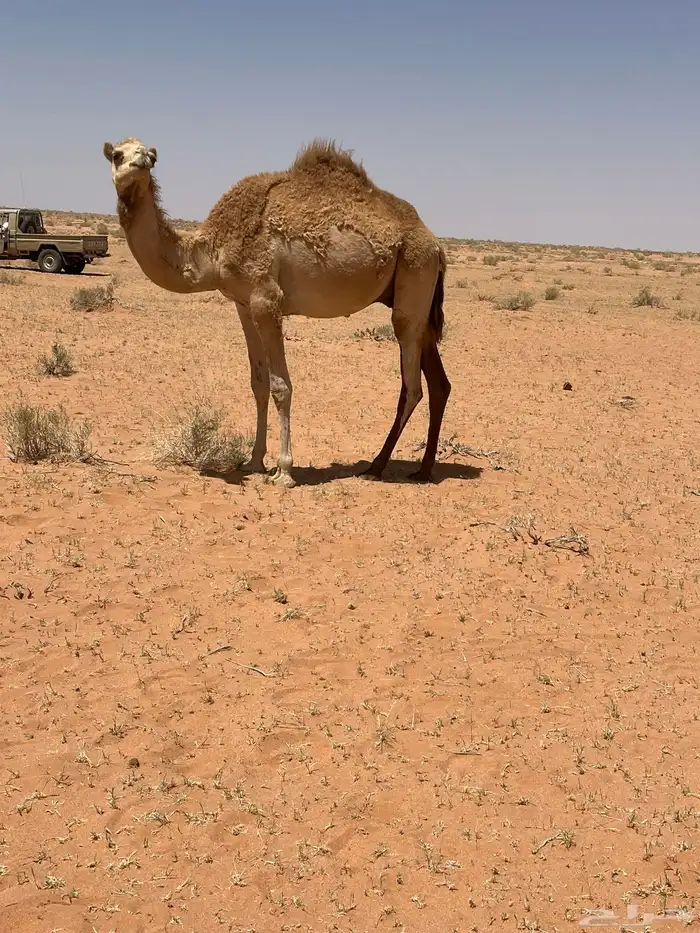 قعود للبيع 1