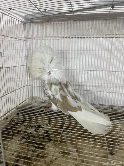 جوكابين 7