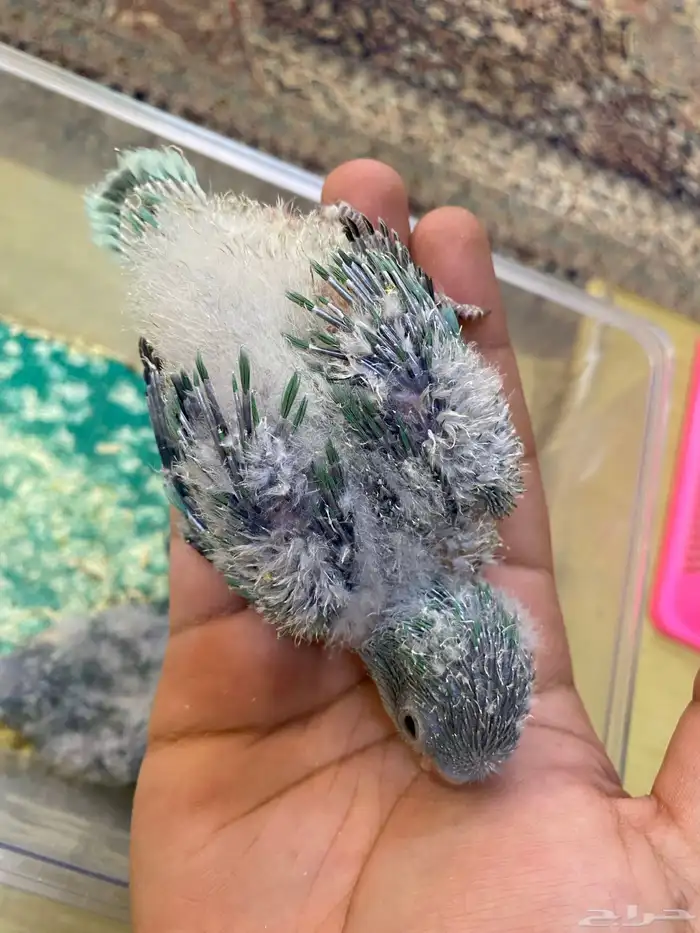 فروخ ببغاء كويكر ( تم البيع ) 3