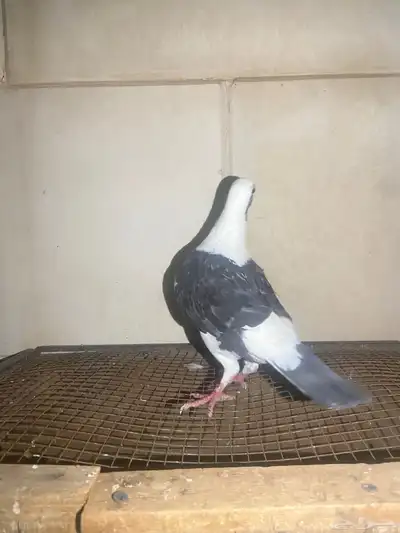 حمام زاجل 3