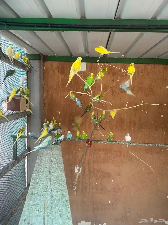 طيور بادجي منتجة 1