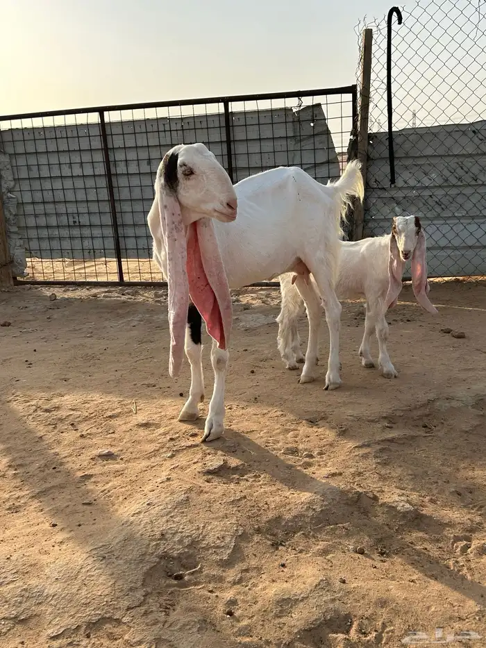 للبيع عنز هولنديه متبع 1