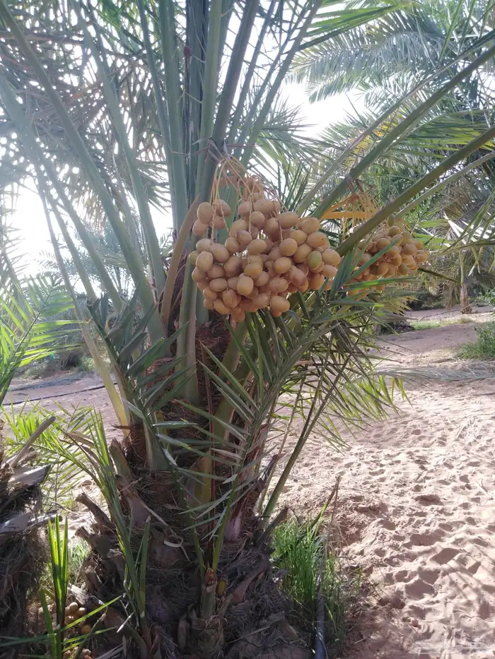 نخل نوادر متوفره ويوجد توصيل وزراعه مثمر وطيب 2