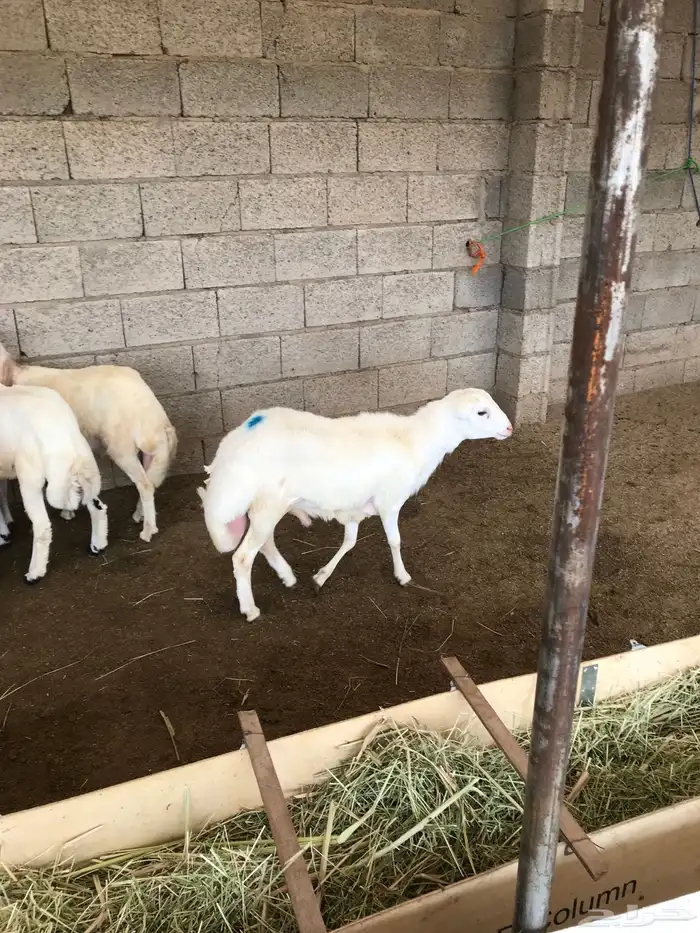 ذبايح خرفان 1